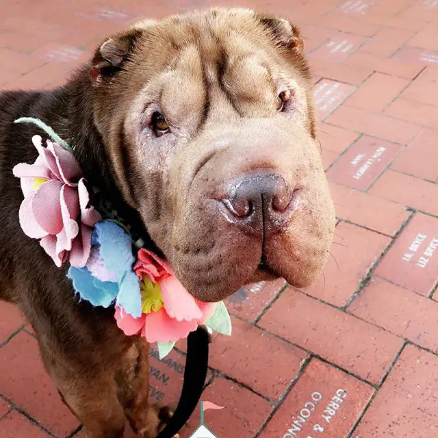 Shar-Pei wearing a colorful flower piece around its neck