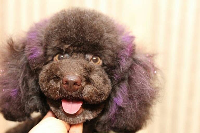 brown Poodle in rocker hairstyle with purple lines on her head