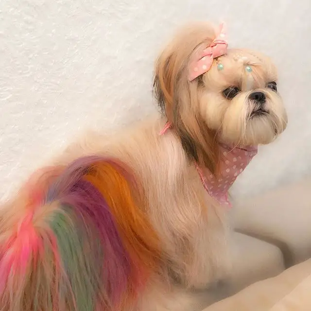 Shih Tzu on the chair with colorful tail