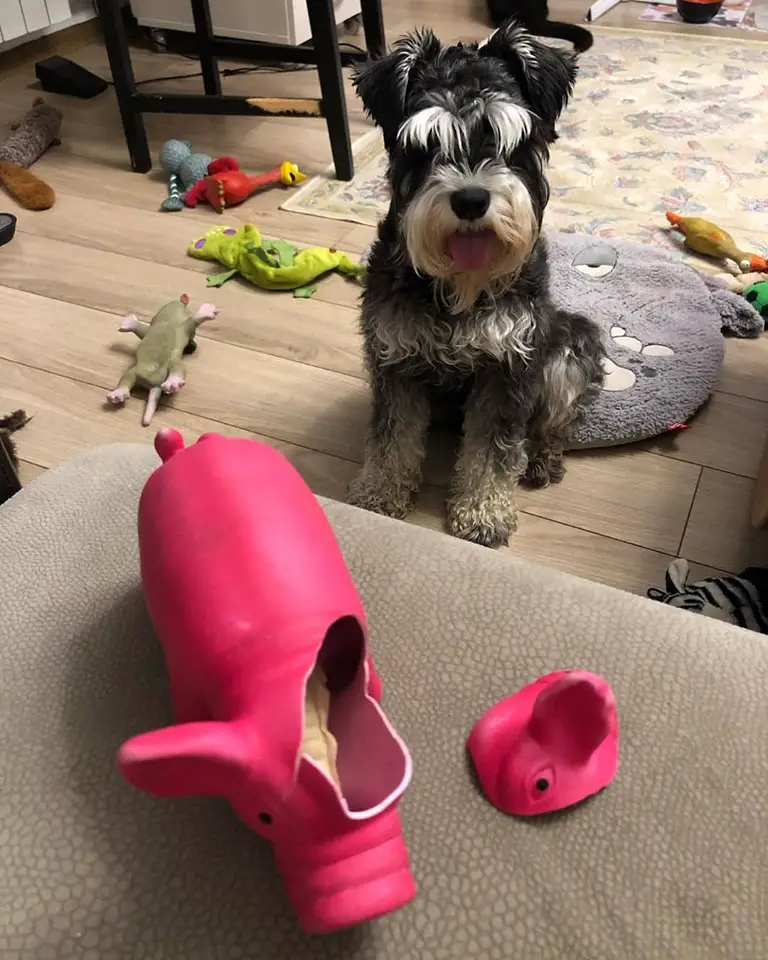 A Schnauzer sitting on the floor in front of a torn piggy bank