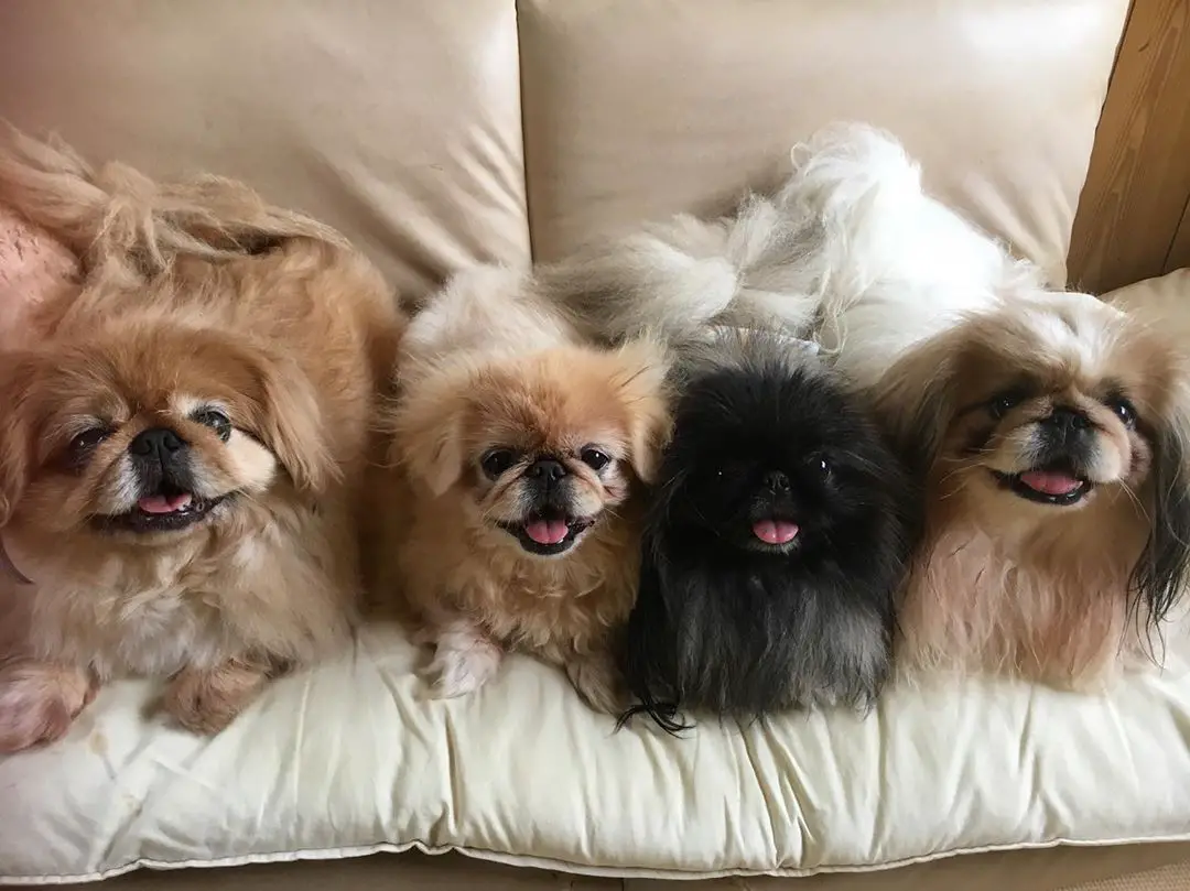 four happy Pekingese lying on top of the couch