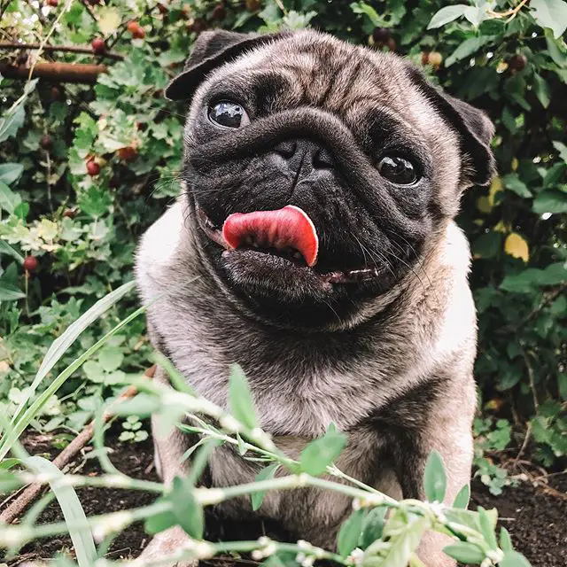 A Pug sitting in the garden while smiling with its tongue sticking out