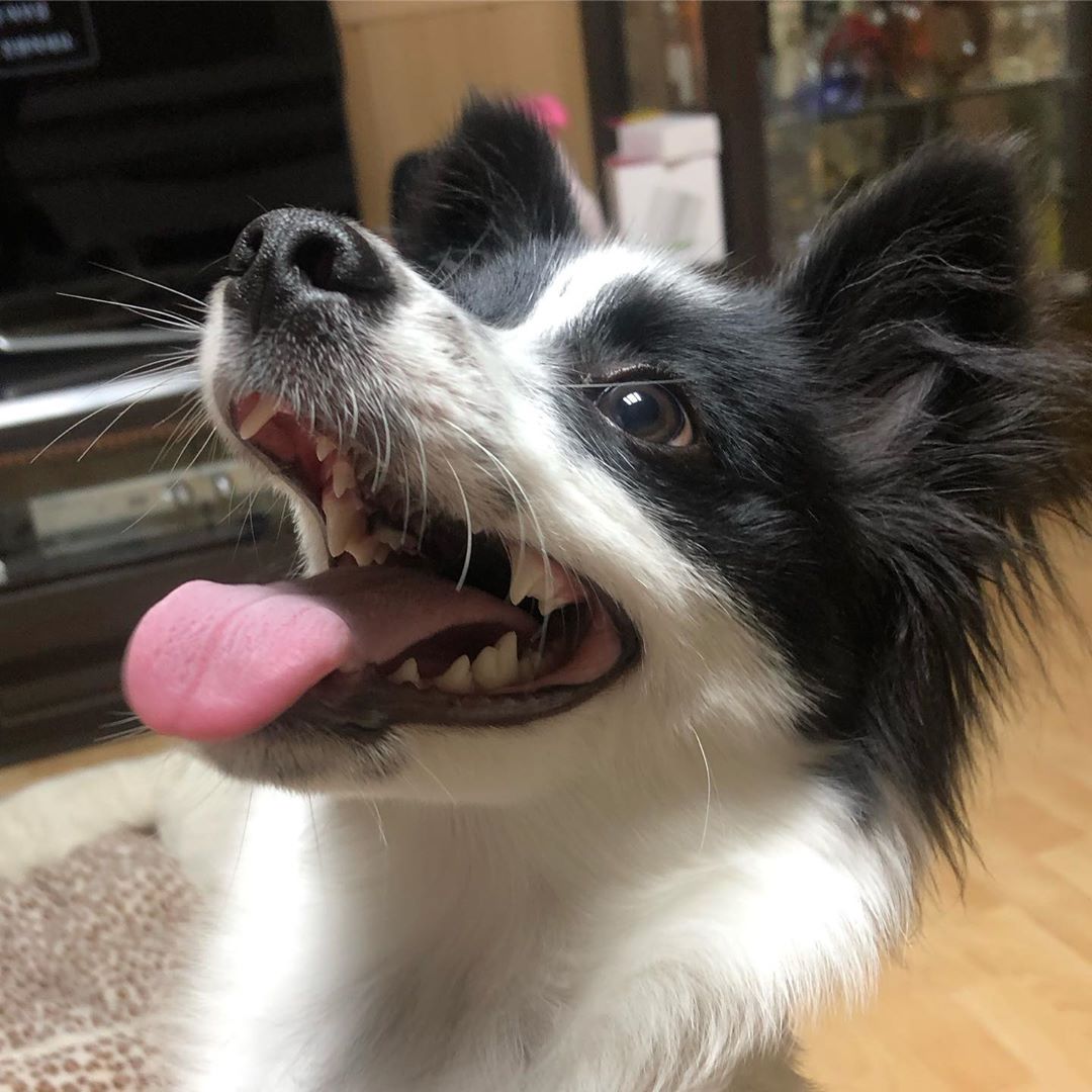 Border Collie looking up waiting for something