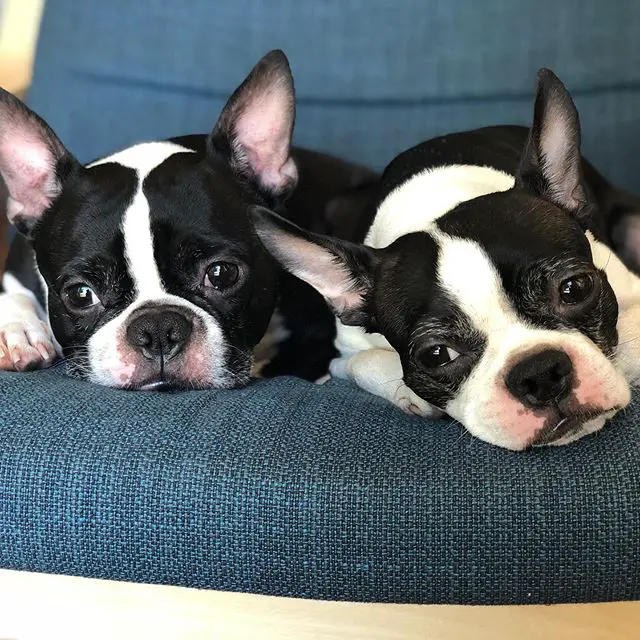 two Boston Terriers lying on the sofa