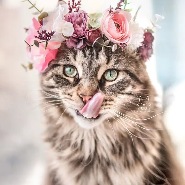 tabby Maine Coon Cat with flower crown on top of its head