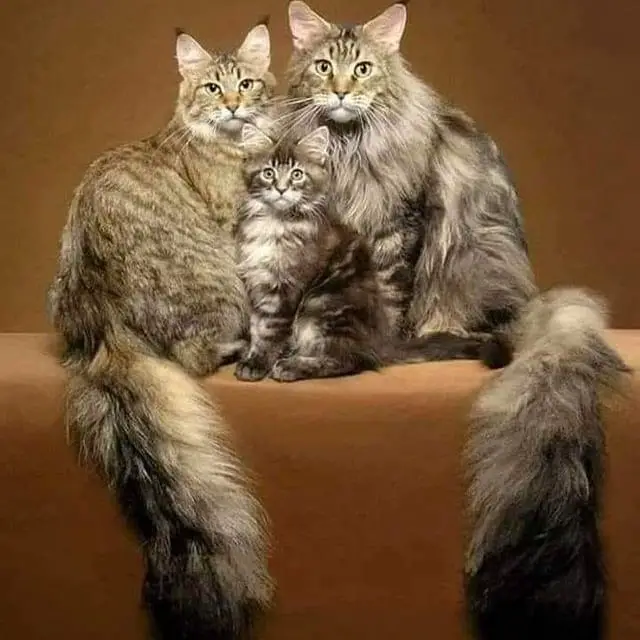 three Tabby Maine Coon Cats sitting