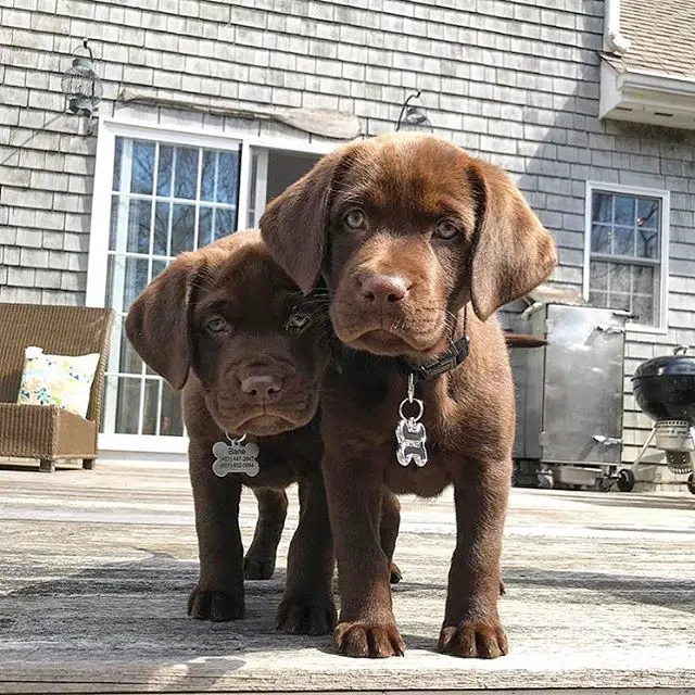 two chocolate Labrador puppies standing in the back porch