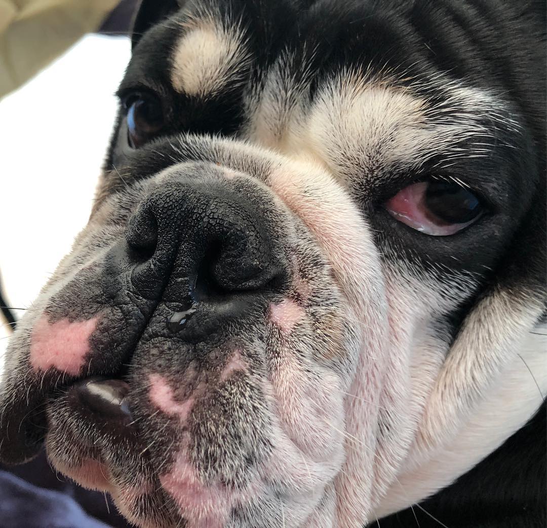 grumpy face of a English Bulldog