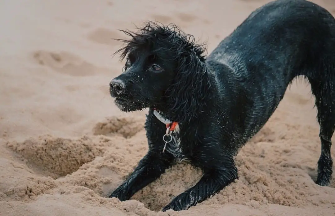 A black English Springer Spaniel digging in the sand