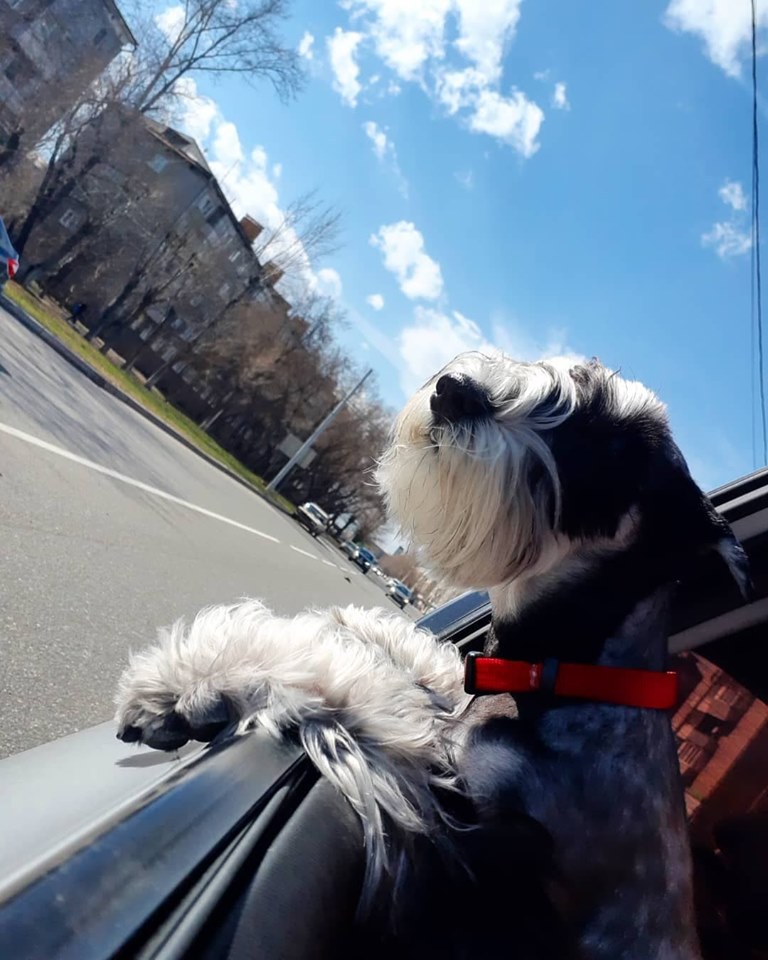 Schnauzer in the backseat with its head out through the window