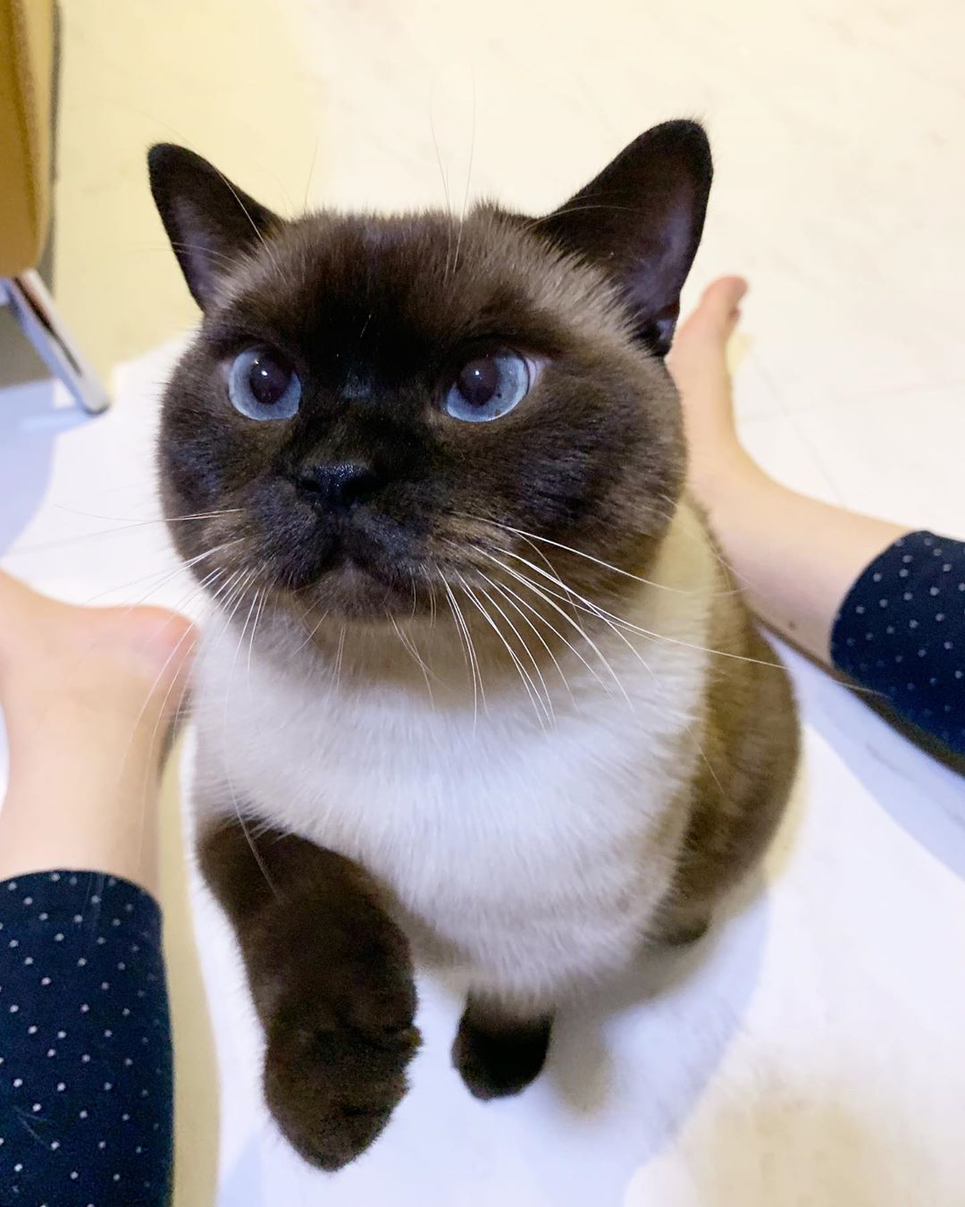 Siamese Cat sitting on the floor while looking up to its human