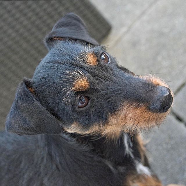 top view of a Jagdterrier sitting on the concrete