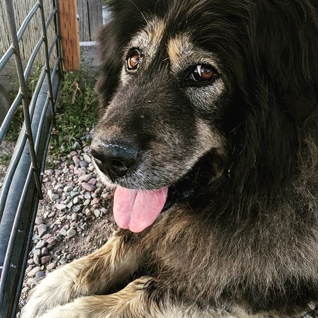 A Tibetan Mastif lying on the ground behind the fence its tongue out