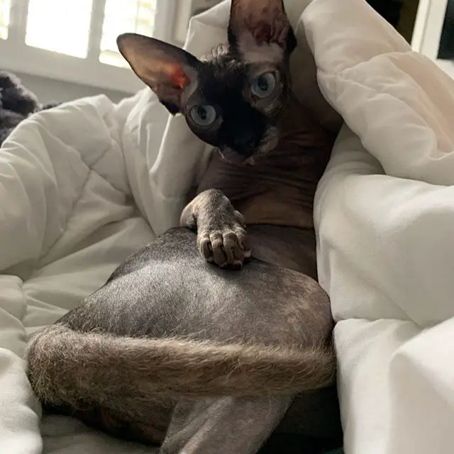 A Sphynx Cat lying on the bed under the blanket