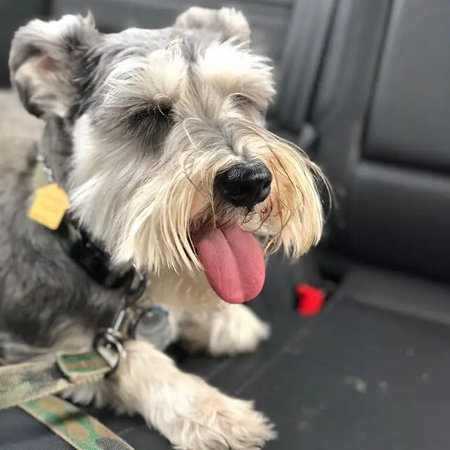 A Schnauzer lying in the backseat while panting with its tongue out