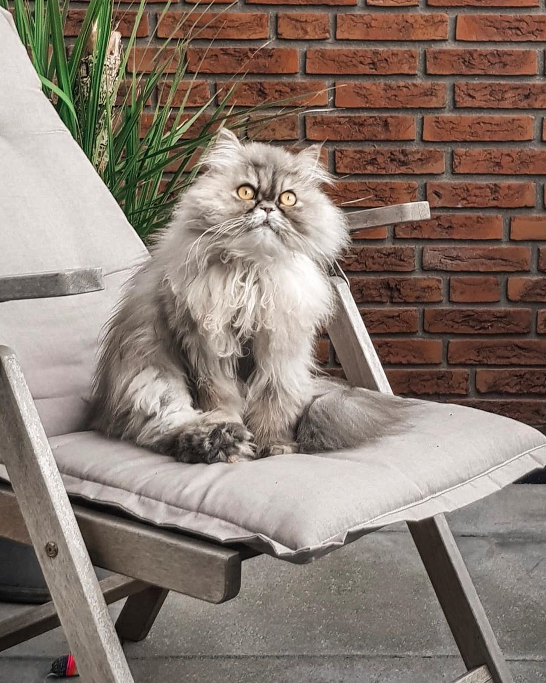 gray Persian Cat sitting on a chair outdoors