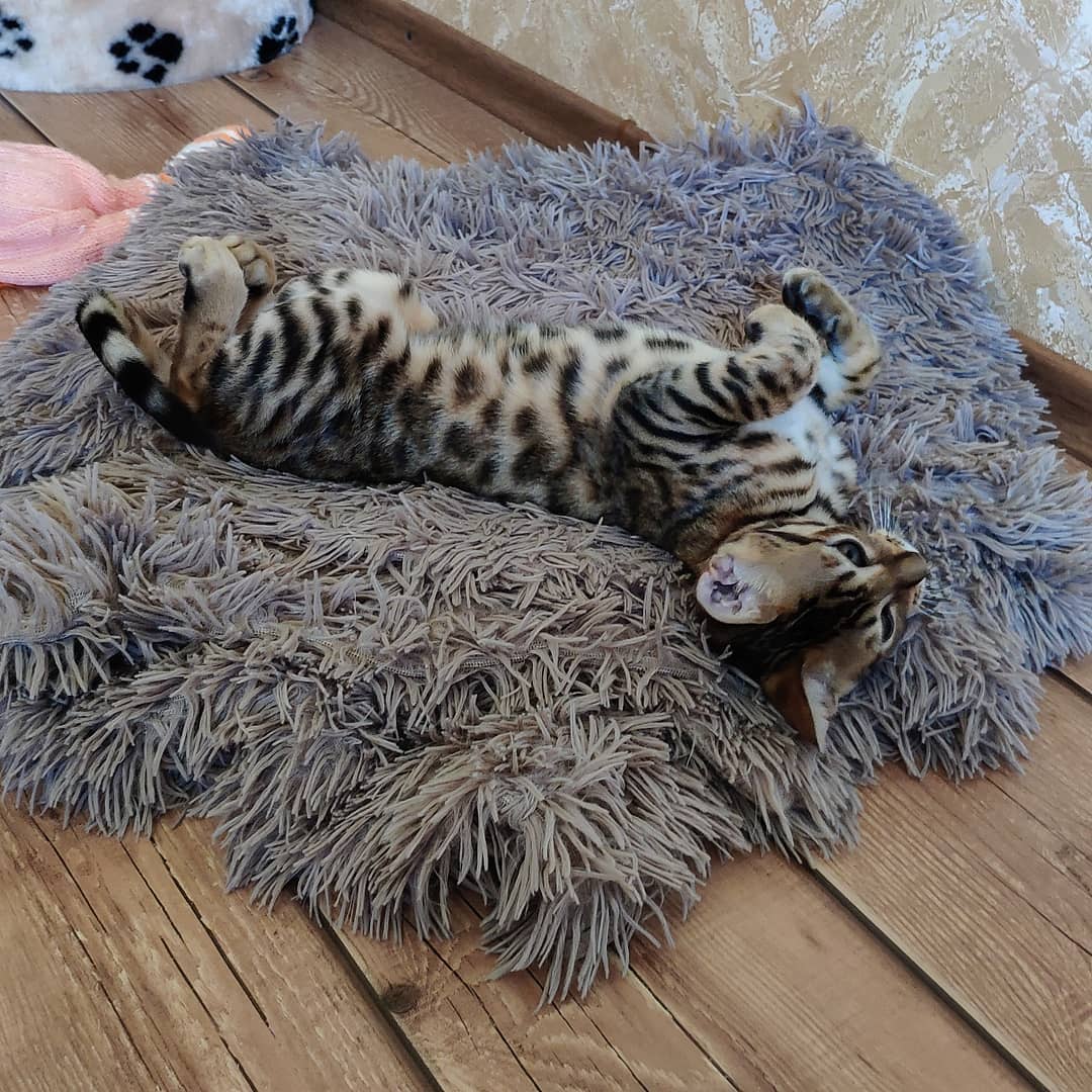 Bengal Cat lying on its back on the bed