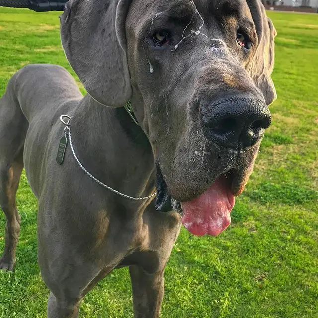 A Great Dane standing on the grass while panting and with water on its face