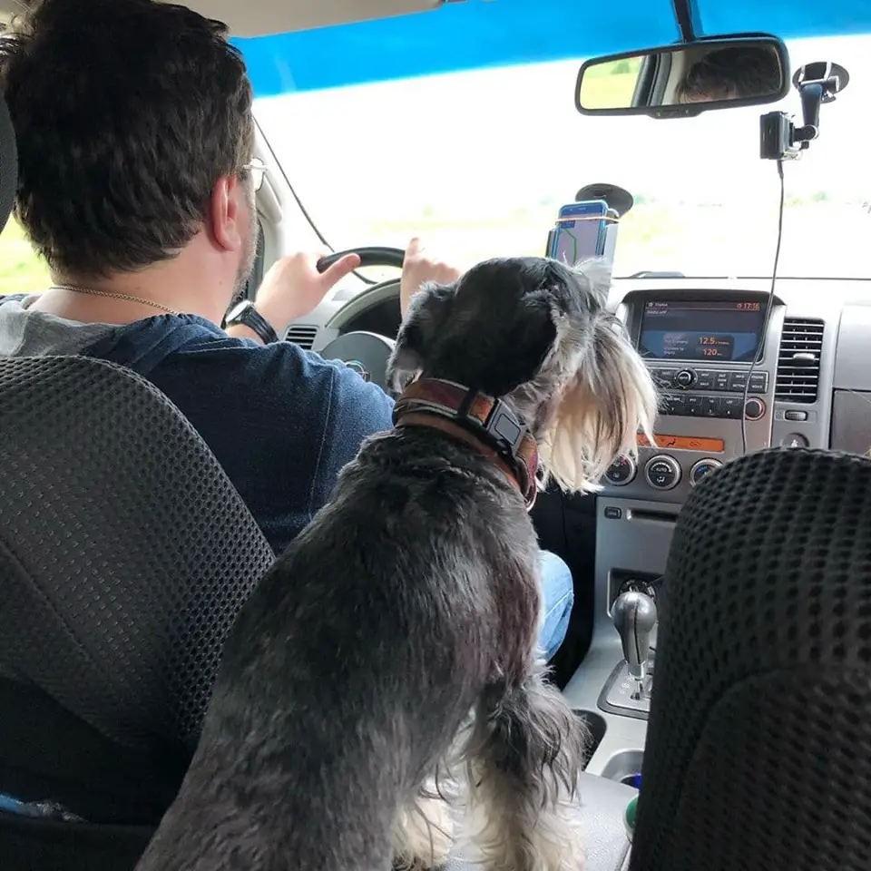 Schnauzer sitting on the backseat next to the driver and looking at the road