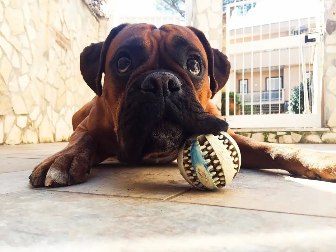 A Boxer lying on the pavement with its face on top of the tennis ball