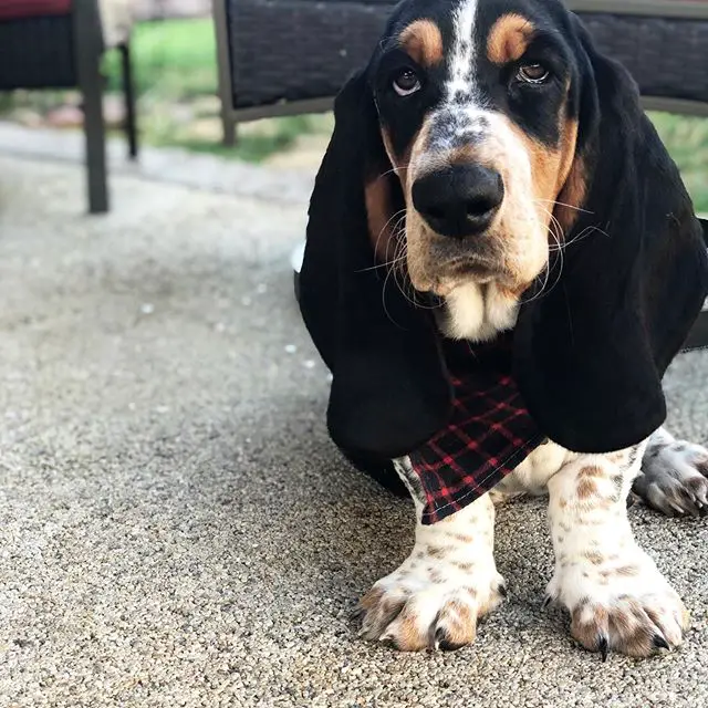 A Basset Hound sitting on the ground while looking up with its sad face