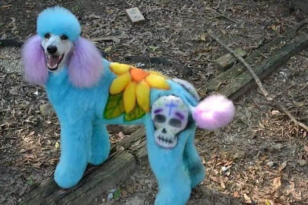 Poodle in mexican hairstyle with flower and skull on its back and blue fur color on its body while the fur in its ears and tail and purple
