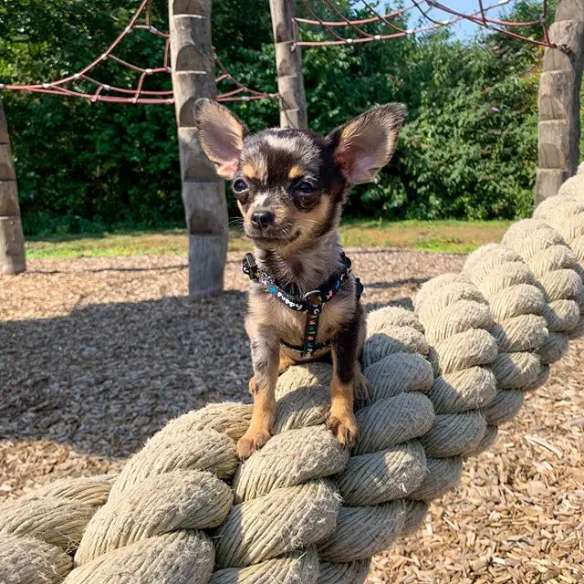 A Chihuahua standing on top of a large rope at the park
