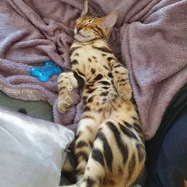 Bengal Cat soundly sleeping on the couch