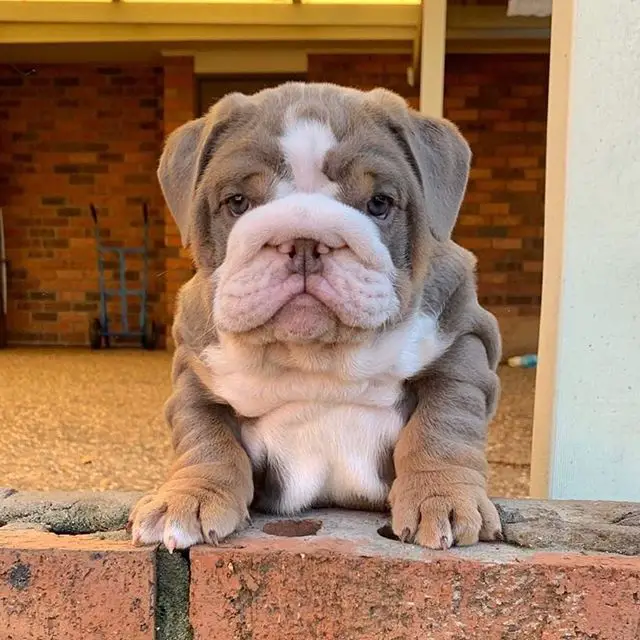 English Bulldog standing up leaning behind the brick fence