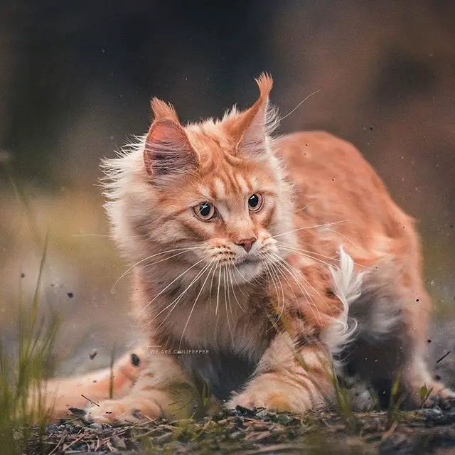 Maine Coon Cat with orange fur