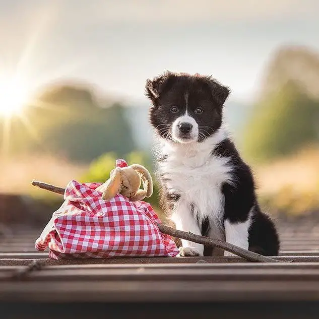 Border Collie puppy sitting on the wooden floor with a fabric filled with stuffed tied on a stick