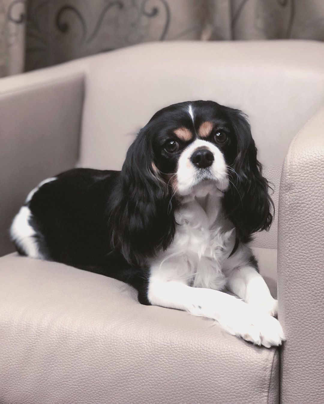 Cavalier King Charles Spaniel lying on the couch