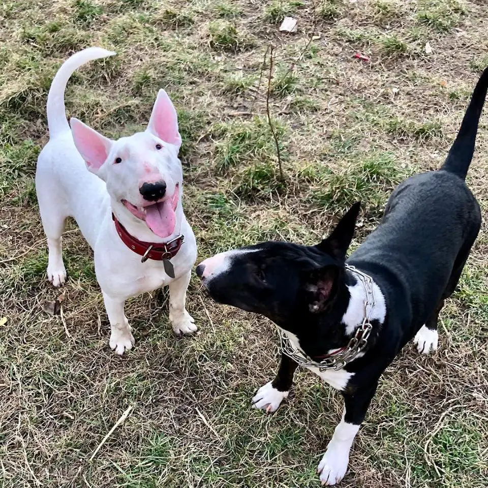 two Bull Terriers happily playing together at the park