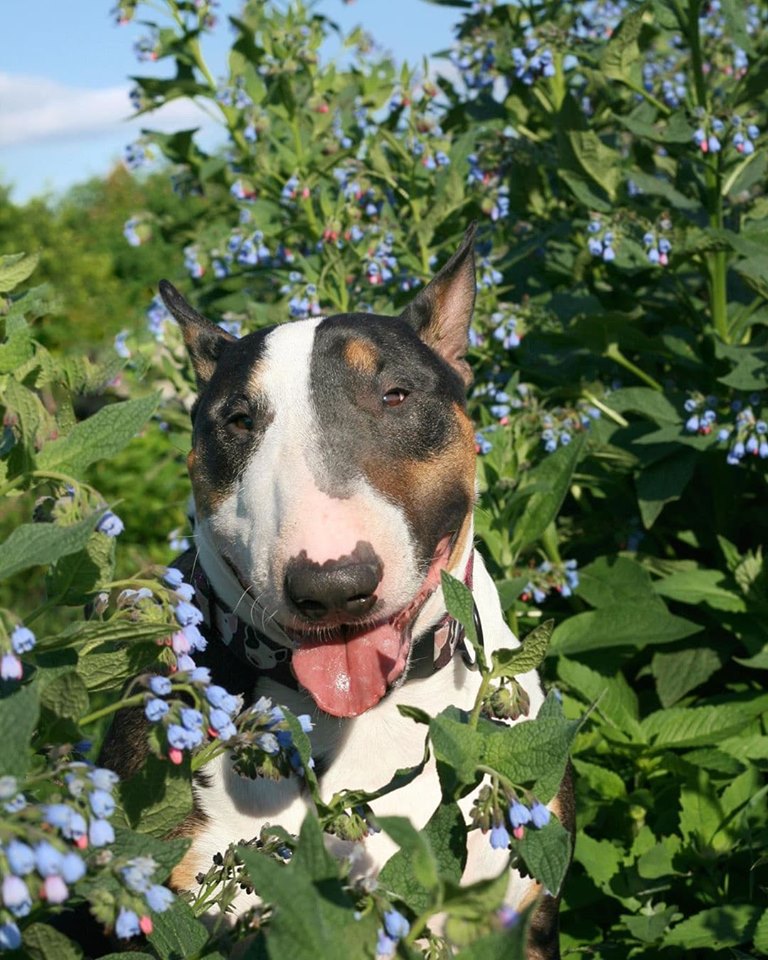 A Bull Terrier in a shrub with small blue flowers while smiling