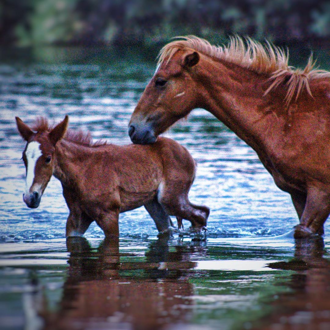 adult and baby horse walking in the river