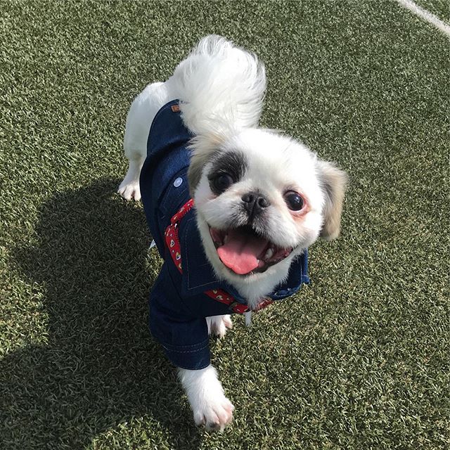 A happy Pekingese wearing a denim jacker while walking in the yard under the sun