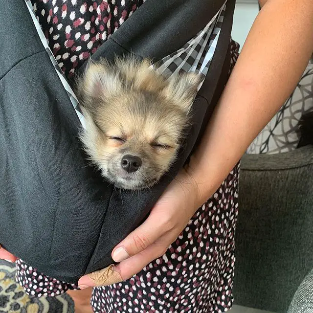 A Pomeranian sleeping soundly inside the baby hammock around the body of a woman