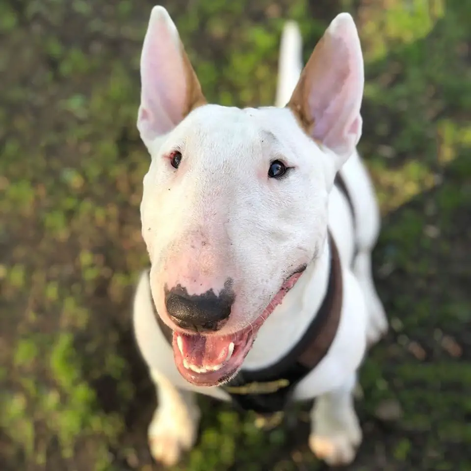 A Bull Terrier sitting on the ground while smiling
