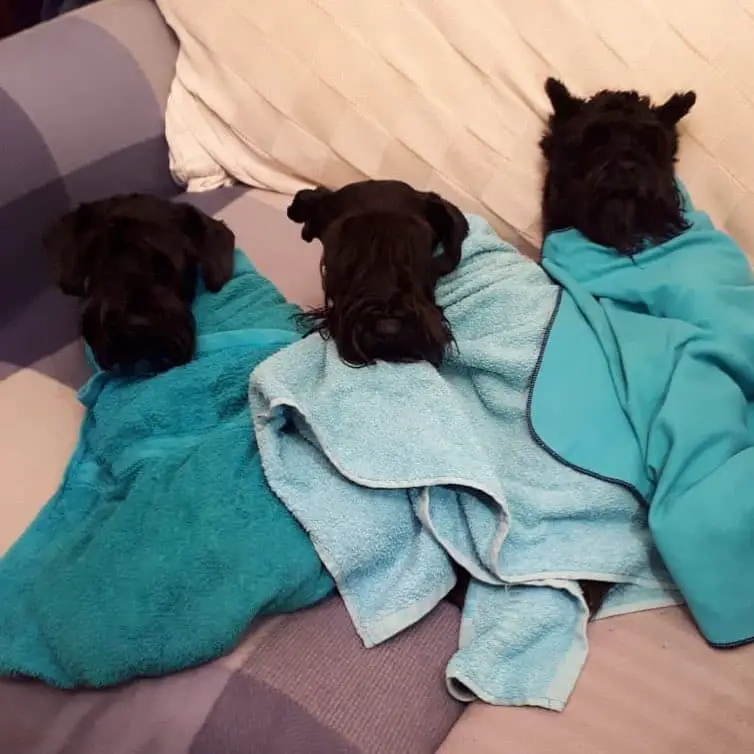 three Schnauzer puppies wrapped in towel while lying on the bed