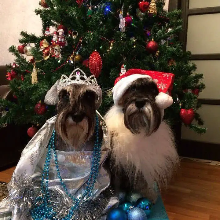 two Schnauzer sitting on the floor wearing their holiday costume