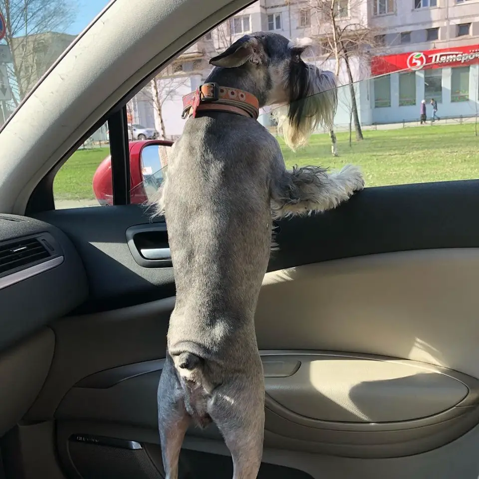 Schnauzer standing in the passenger seat while its head is out in the window