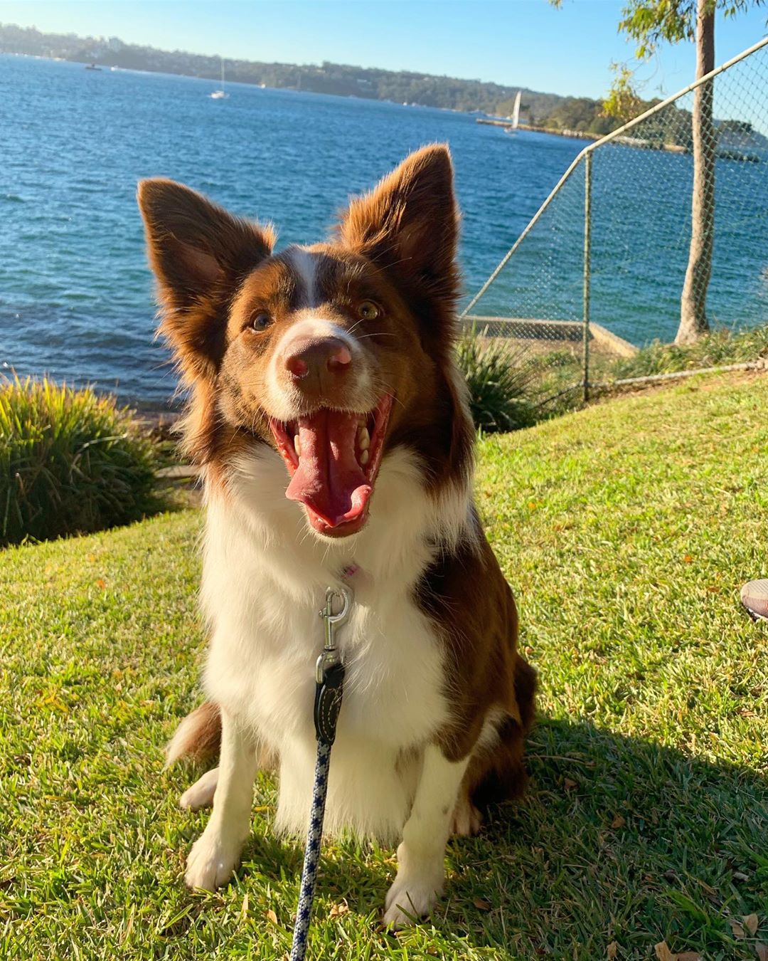 Border Collie sitting on the grass and opening its mouth wide