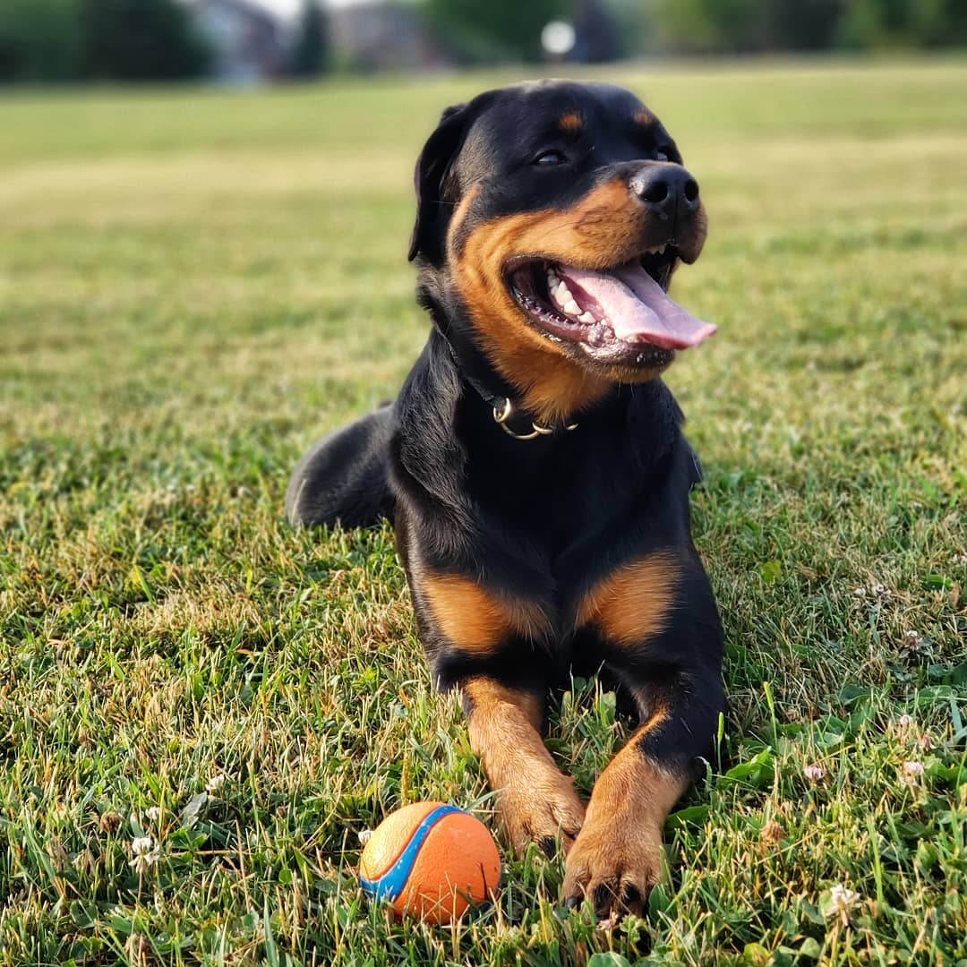 A Rottweiler lying on the grass with its tongue out and with a ball in front of him