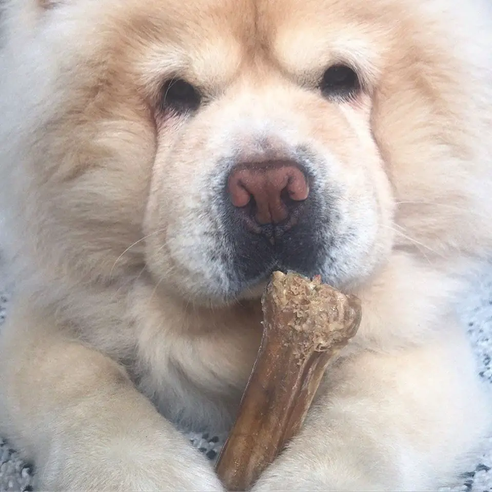 A Chow Chow lying on the bed while eating its bone treat