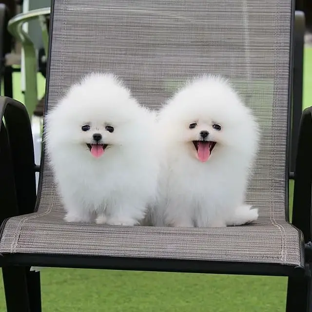 two white Pomeranian sitting on the chair with smiling with their tongues out