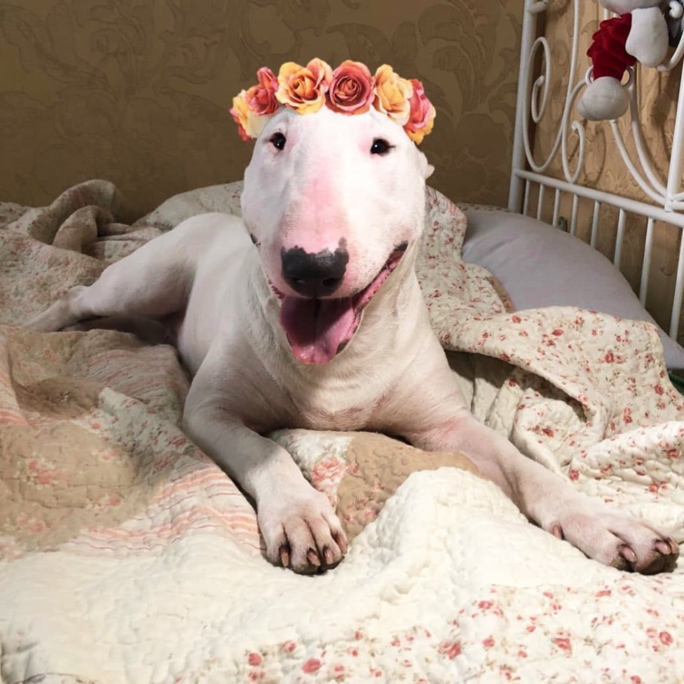 A Bull Terrier wearing a crown made of roses while lying on the bed and smiling