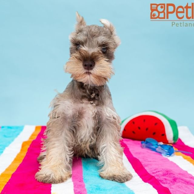 A Schnauzer puppy sitting on top of a colorful bed wit ha watermelon pillow and goggles behind him