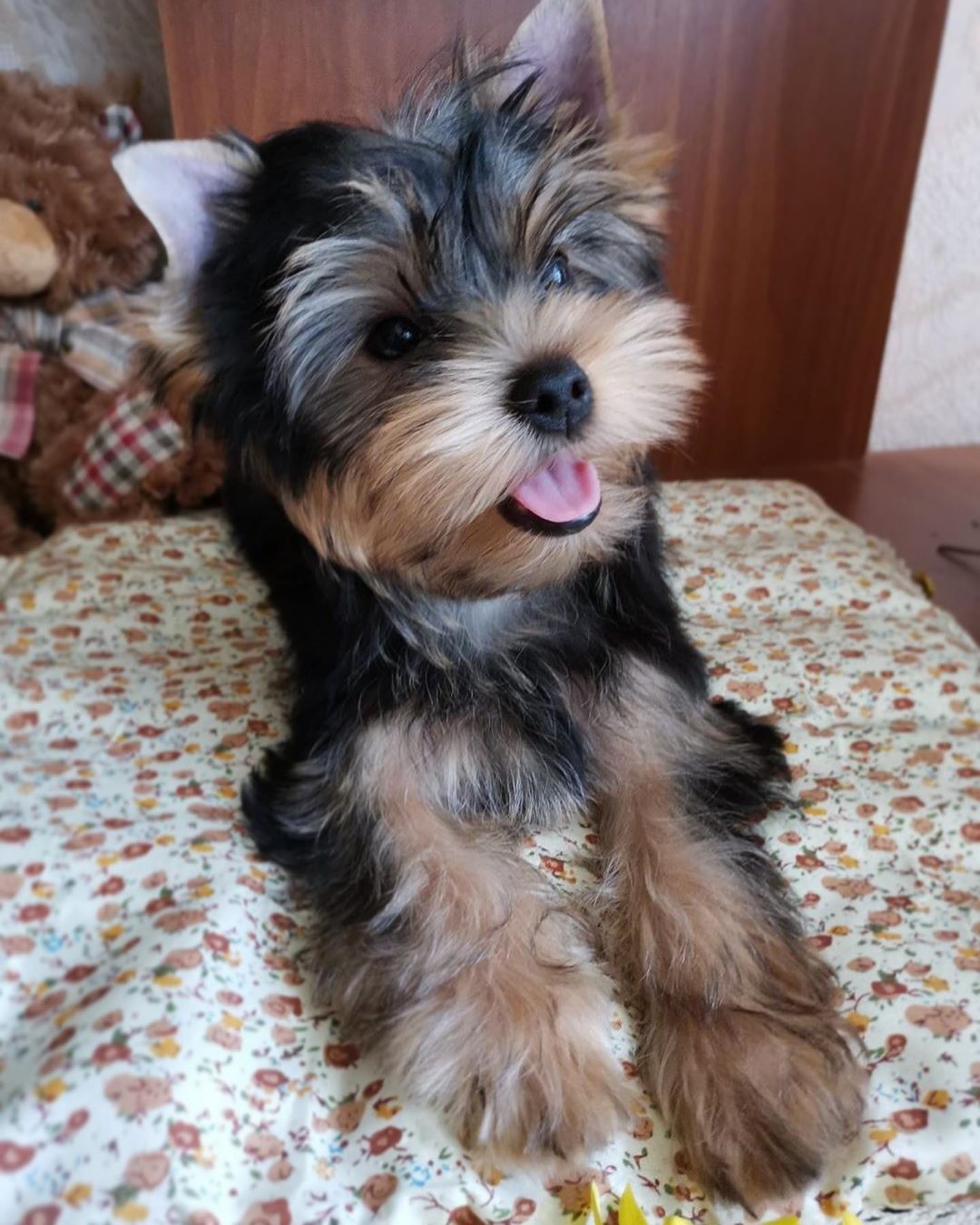 happy Yorkshire Terrier lying down on the bed