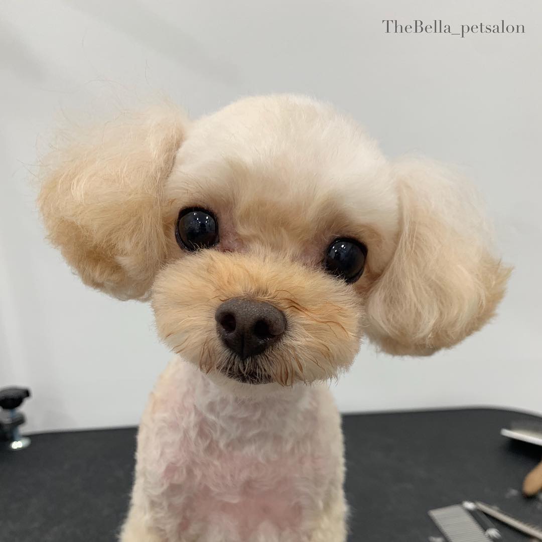 adorable Poodle with a cute hairstyle while sitting on top of the grooming table