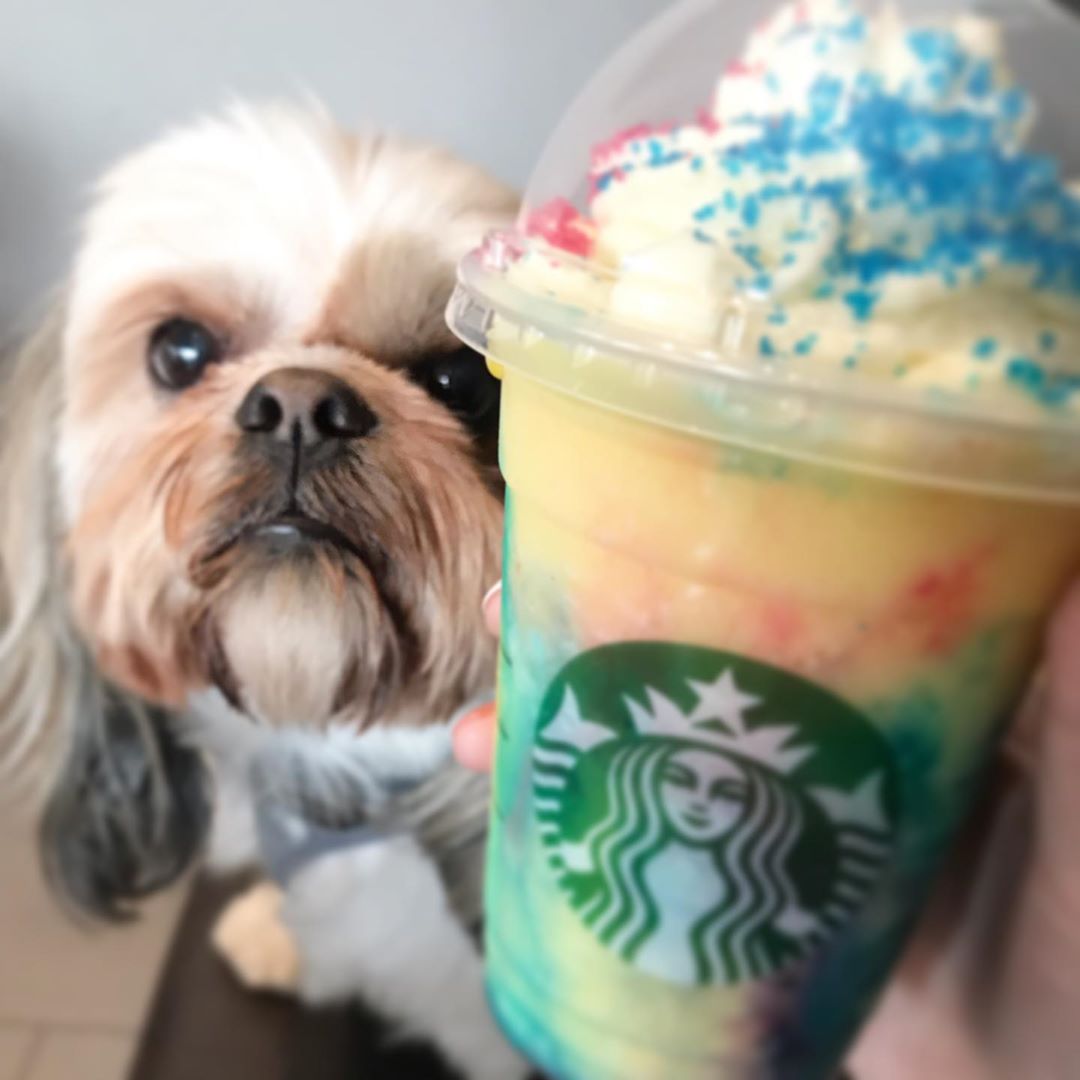 A Shih Tzu sitting on the couch behind the starbucks drink being held by a person